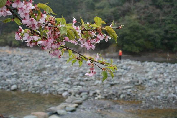 sakura2013-1.jpg